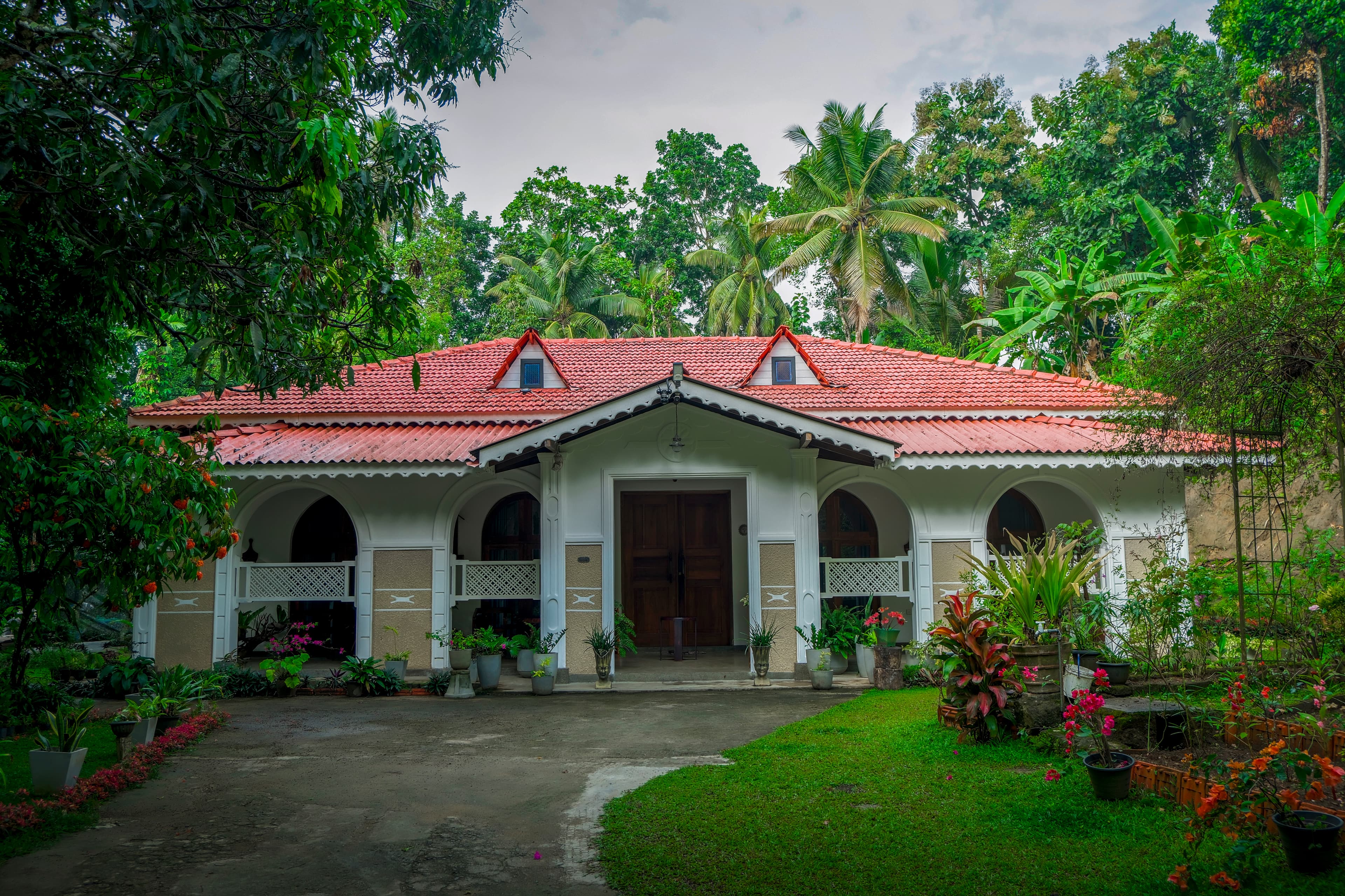 Greenwood Kandy from the front